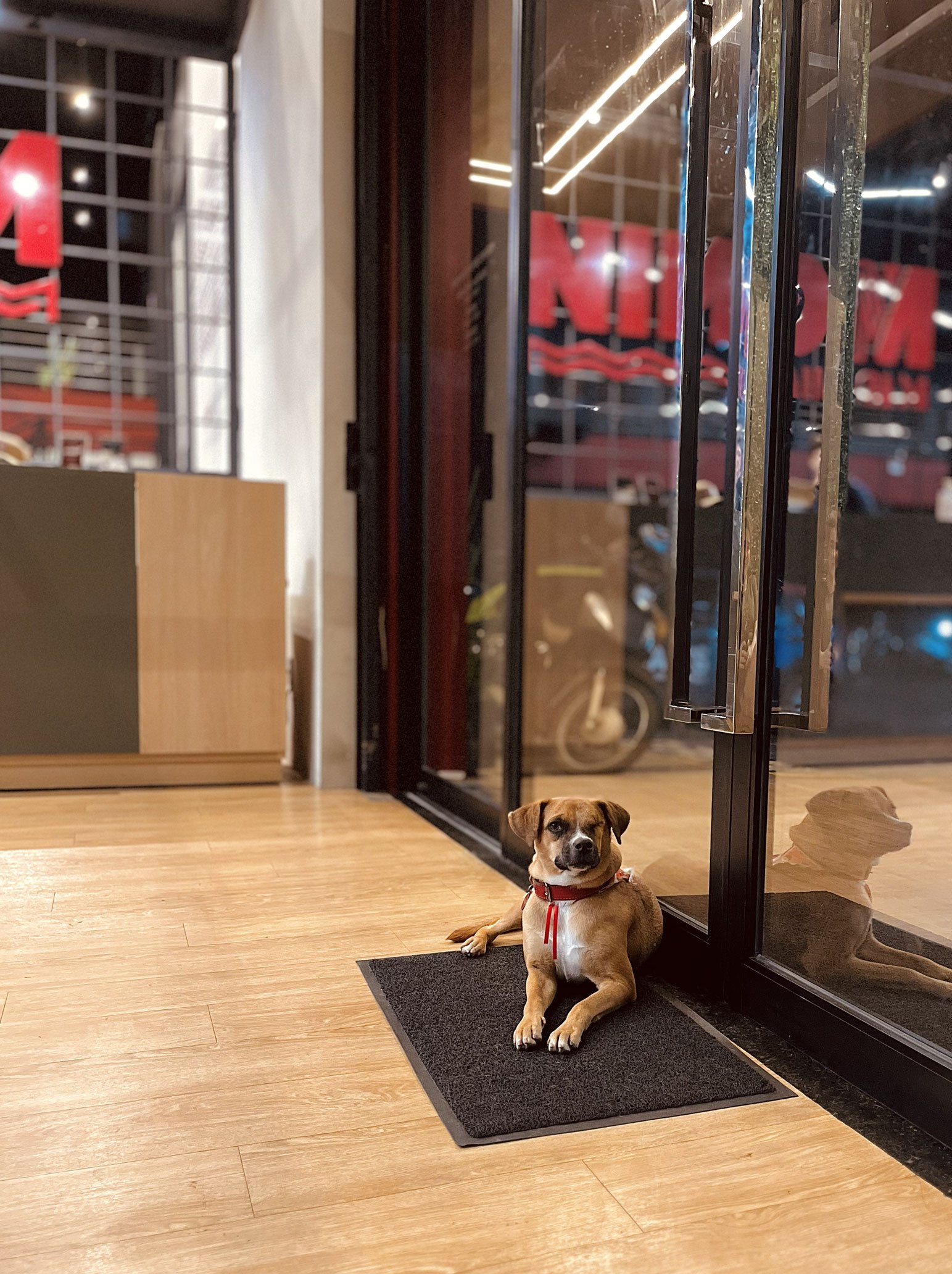 Ambiente pet-friendly da Monin Academia, com pet acompanhando o tutor durante o treino